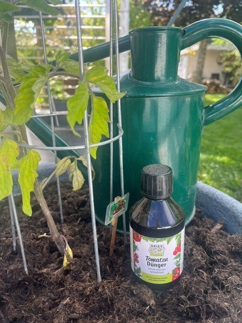 Unsere riesige Tomatenernte dank Aries Tomatendünger - haushaltsreinigo.shop