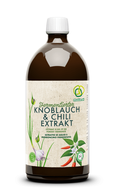 Fermentierter Knoblauch - und Chiliextrakt - haushaltsreinigo.shop